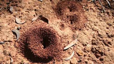 20 Ways To Quickly Get Rid of Ant Hills In Your Garden (And Extra Tips ...