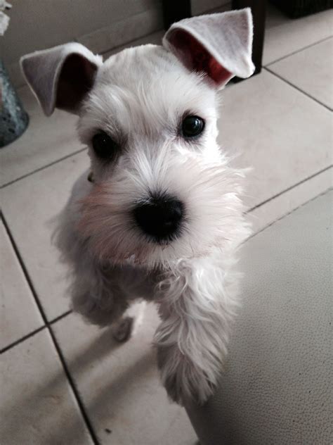 White Mini Schnauzer Dog at Steven Broadnax blog