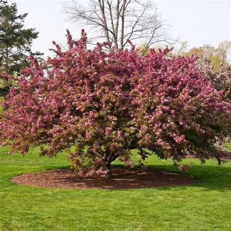 Indian Summer Crabapple Trees for Sale | FastGrowingTrees.com