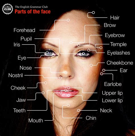 Parts of the face - Grammar Tips
