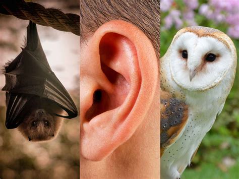 What Can Humans Hear? Exploring the World of Auditory Perception