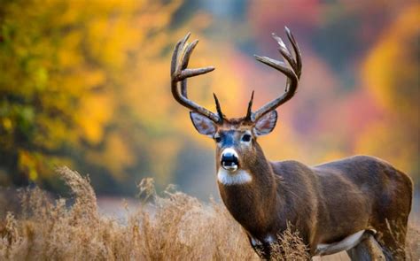 🦌Arkansas Deer Season 2025-2026 [Schedules, Licenses, Bag Limits & More!]