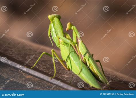 Mating of a Pair of Praying Mantises. Close Up of Pair of European ...