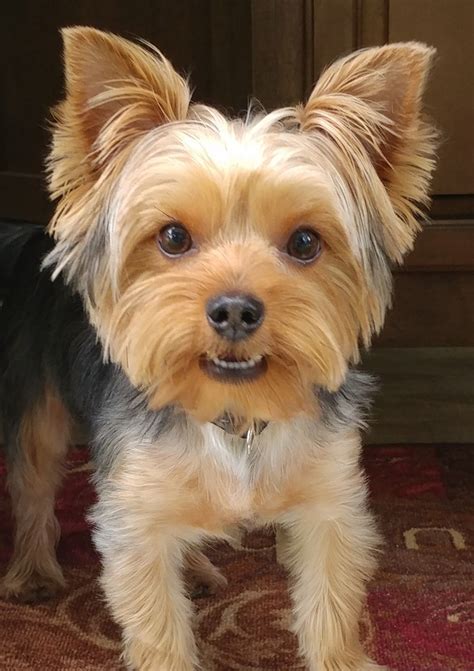 Silky Terrier Puppy Cut