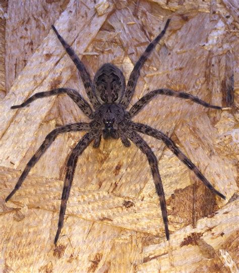 Fishing Spider Vs Wolf Spider