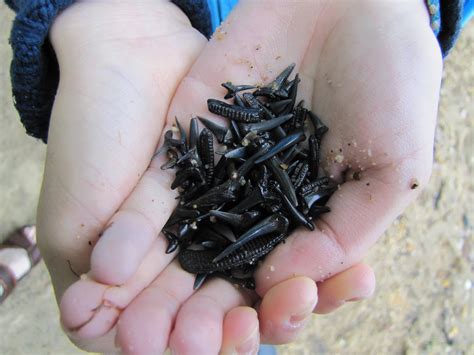 Wild Things: Fossiling Trip - Purse State Park, Maryland