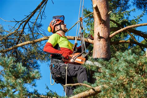 How To Become An Arborist