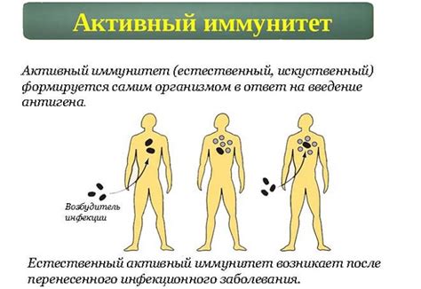 Пассивный иммунитет: что это и каковы условия появления пассивной ...