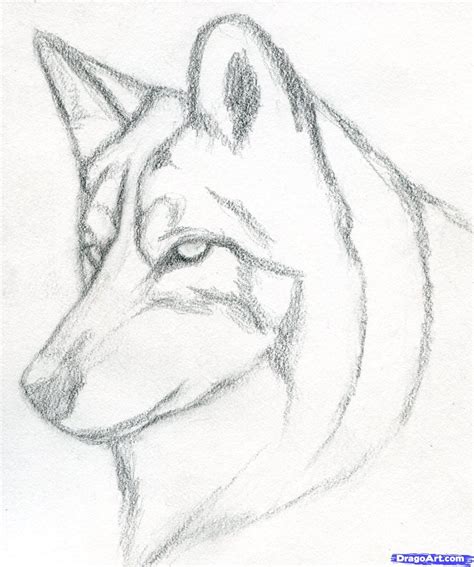 How to Draw a Wolf Head, Mexican Wolf, Step by Step, forest animals ...