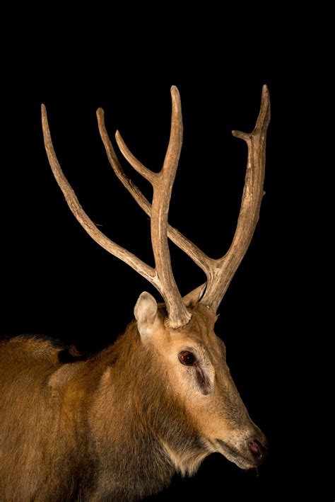 Male Pere David's Deer (Elaphurus davidianus) - Joel Sartore