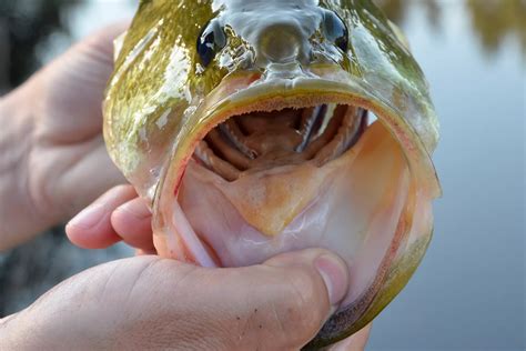 Largemouth Bass Teeth
