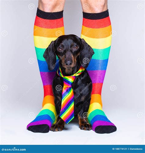 Gay Dog with Owner and Rainbow Socks Stock Image - Image of happy, love ...