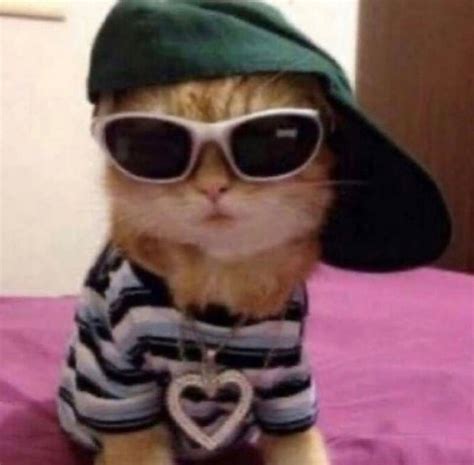 swaggy kitty