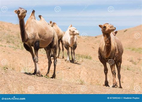 Gobi Desert Animals