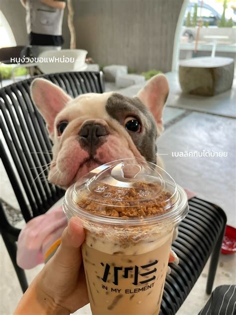 IN MY ELEMENT Cafe Pet Friendly100% หมาเข้าโซนแอร์ได้ | แกลเลอรีที่ ...