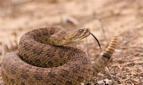 Can You Kill A Rattlesnake In Texas