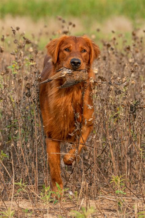 Field Golden Retriever Puppies