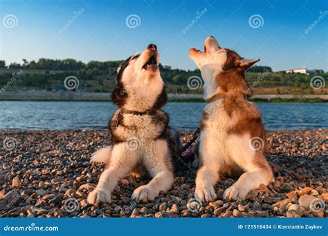 Two Dogs Howl Raising Their Muzzles Up. Beautiful Siberian Husky ...
