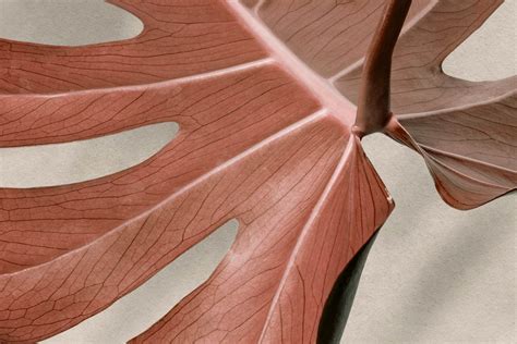 Philodendron Florida Ghost: Features And Care Guide