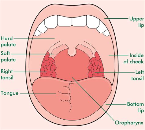Anatomy Of Mouth And Gums