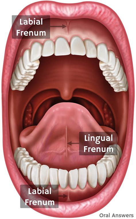 Frenulum | Definition , Function , Examples & Lingual Frenulum