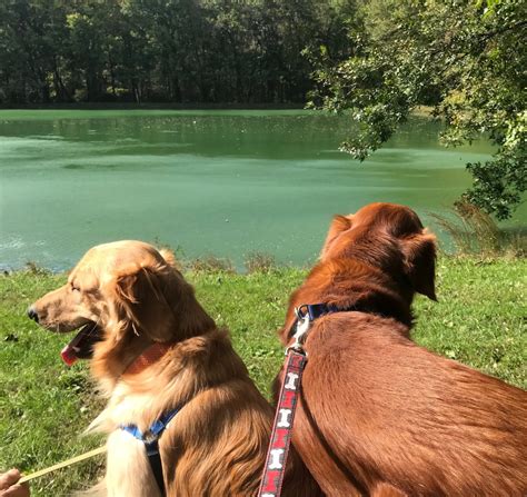 Fun Day at Anson B Nixon Park — Lisa Pascarell