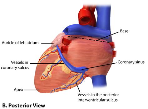 Sulcus Heart