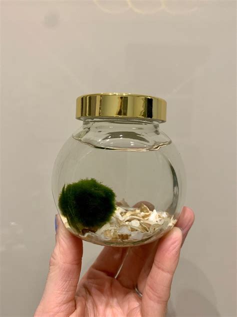 Marimo Moss ball pet terrarium jar (various options) | Fox Botanics