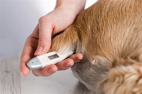 How to Take a Dog's Temperature: Vet Approved Steps | Hepper Pet Resources