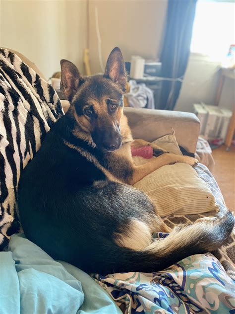 Can German Shepherds Get Sick In The Rain