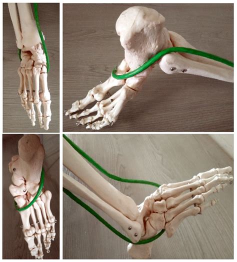 Muscular Systems and Their Influence on Foot Arches and Toes Alignment ...