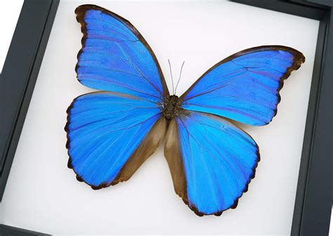 Menelaus Blue Morpho