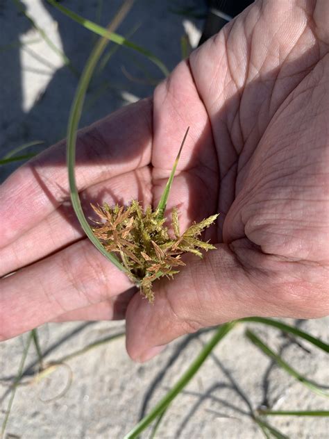 Cyperus esculentus var. leptostachyus (Yellow Nutsedge) - FSUS