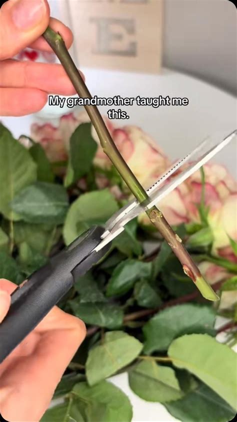 How To Revive Your Roses! | Flower arrangements, Flower arrangements ...