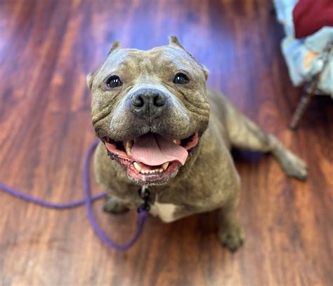 Well Pet Clinic Maryland