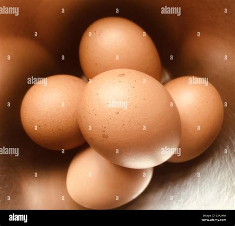 clutch of eggs Stock Photo - Alamy