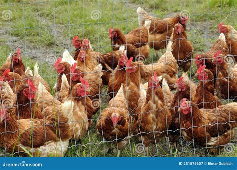 Free Range Chicken and Species Appropriate Keeping Stock Image - Image ...