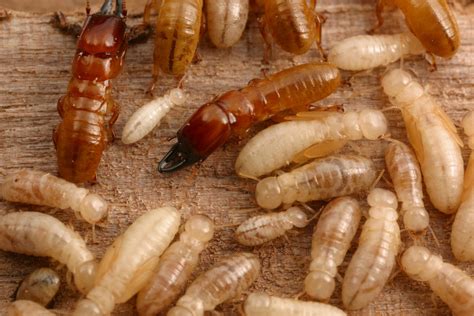 Non Toxic Termite Control