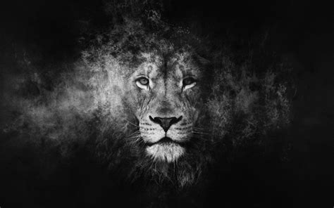Black and White Lion Wallpapers - Top Free Black and White Lion ...