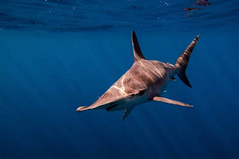 Photos from Our Recent Trips | Baja Shark Experience