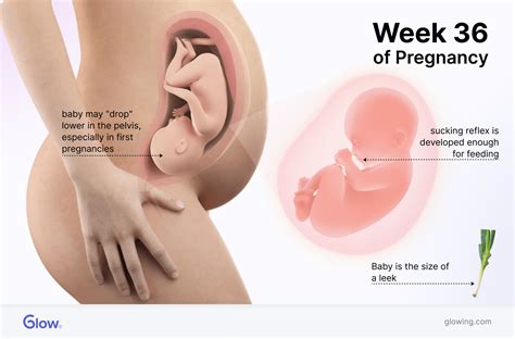 36 Weeks Pregnant: Baby, Symptoms, & Preparing for Labor