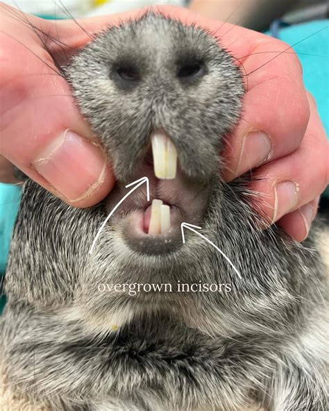 VetCall Melbourne | 𝗚𝘂𝗶𝗻𝗲𝗮 𝗣𝗶𝗴 𝗗𝗲𝗻𝘁𝗮𝗹 𝗖𝗮𝗿𝗲 🐹 With a proper diet and the ...