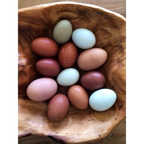 Different Chicken Breeds' Eggs: Welsummer, Barnevelder, Olive Egger ...