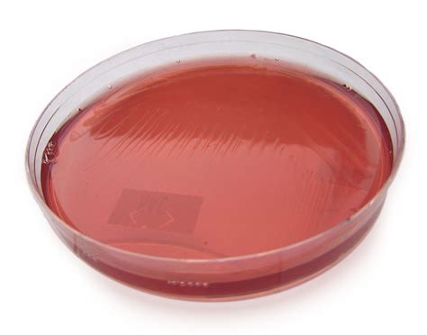Macconkey Agar Uninoculated Image Of MacConkey Agar Culture