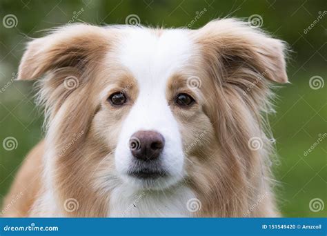 Red Golden Border Collie