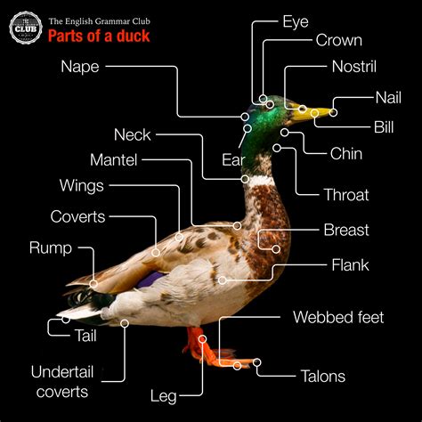 Parts of a duck - Grammar Tips