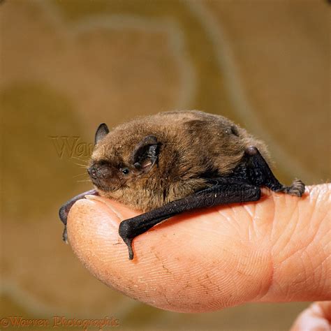 Pipistrelle Bats Facts at Christian Tudawali blog