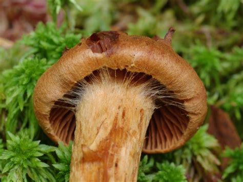 Паутинник красивейший (Cortinarius rubellus) фото и описание