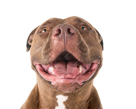 Pitbull Showing Teeth