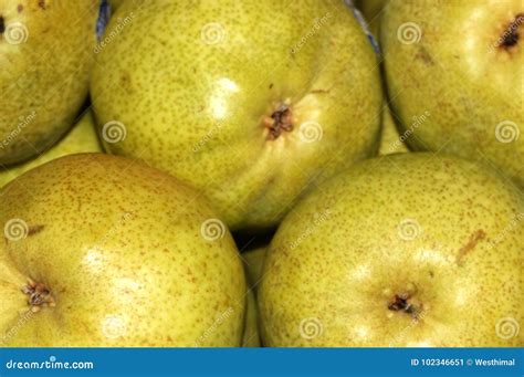 Bartlett Pear, Williams Pear, Pyrus Communis `Williams` Stock Image ...